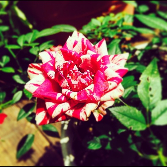 fiona_kexel